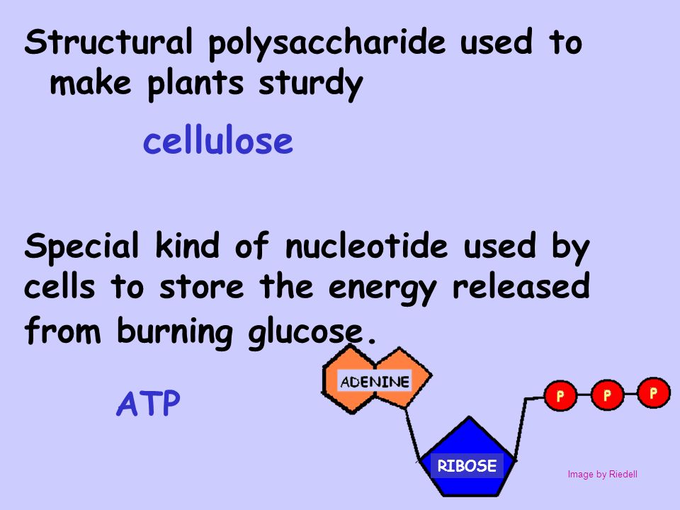 structural polysaccharides structural polysaccharides