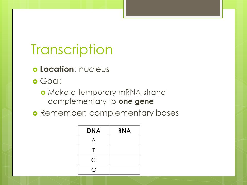Transcription  Location : nucleus  Goal:  Make a temporary mRNA strand complementary to one gene  Remember: complementary bases DNARNA A T C G