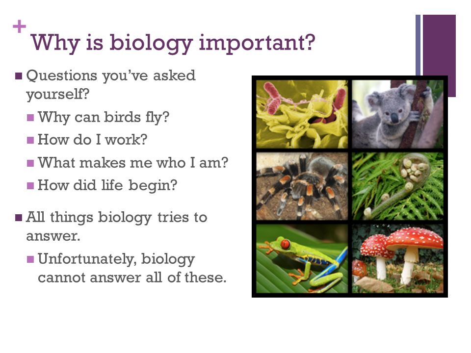 + Why is biology important. Questions you’ve asked yourself.