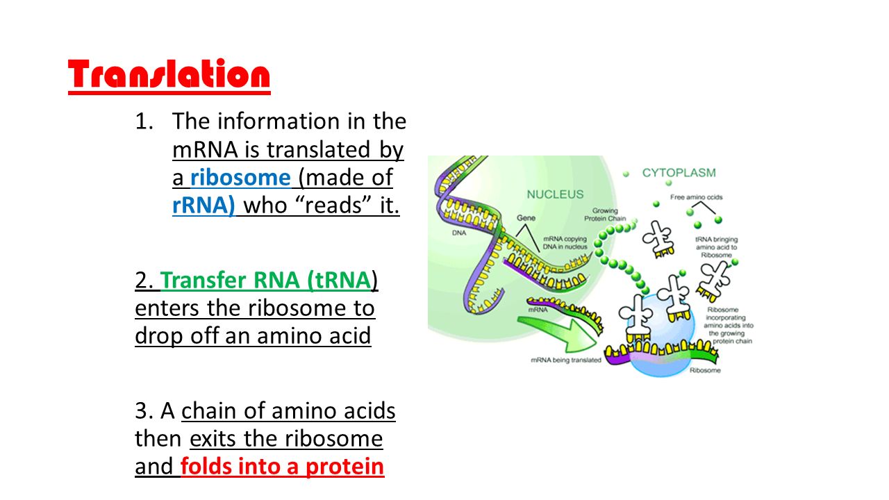 Translation 1.The information in the mRNA is translated by a ribosome (made of rRNA) who reads it.