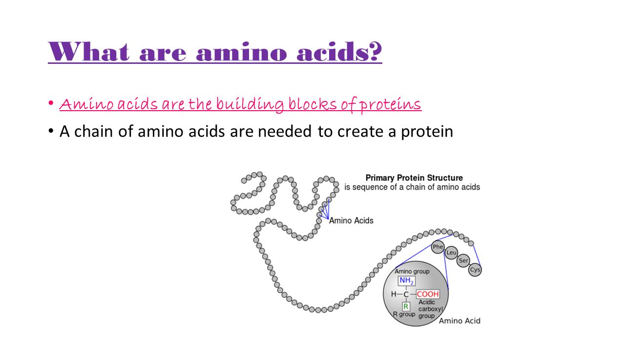 What are amino acids.