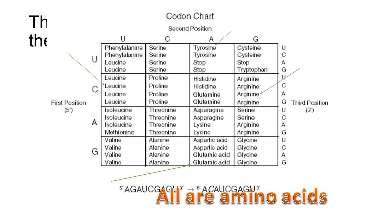 The genetic code is used to determine the amino acid