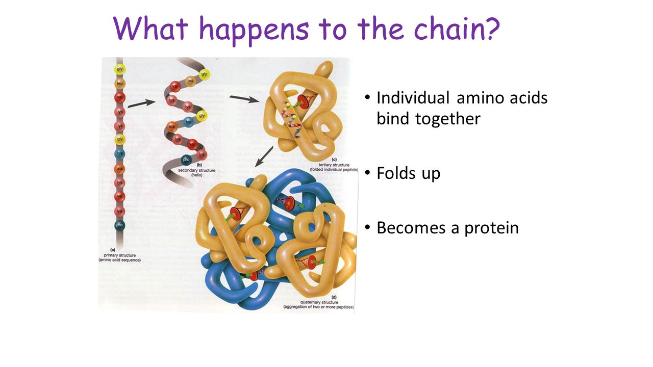 What happens to the chain Individual amino acids bind together Folds up Becomes a protein