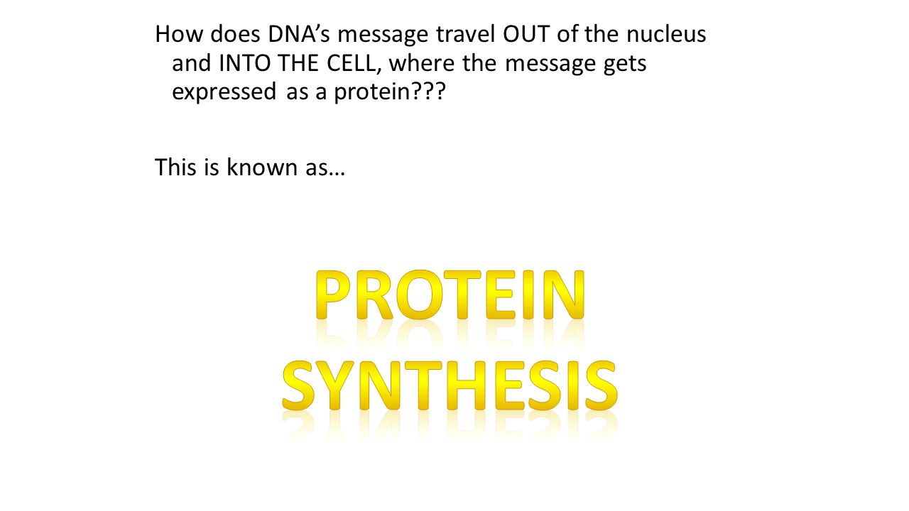 How does DNA’s message travel OUT of the nucleus and INTO THE CELL, where the message gets expressed as a protein .
