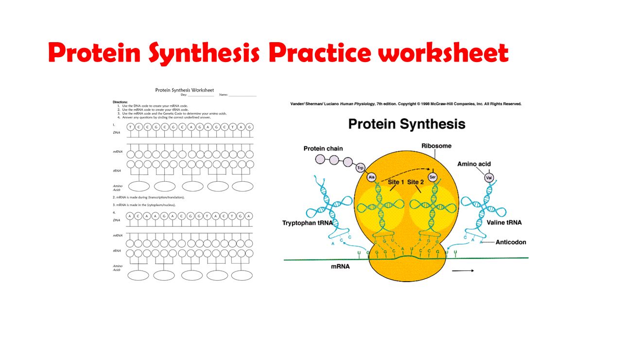Protein Synthesis Practice worksheet