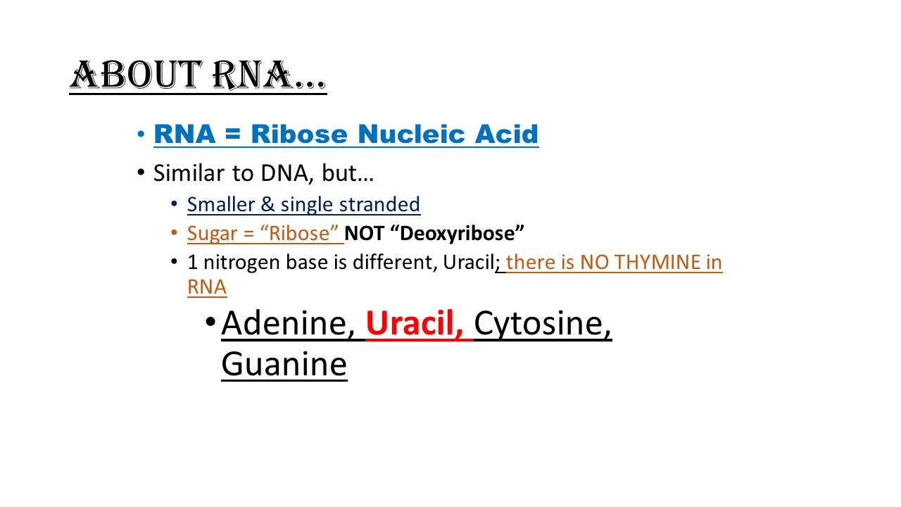 About RNA… RNA = Ribose Nucleic Acid Similar to DNA, but… Smaller & single stranded Sugar = Ribose NOT Deoxyribose 1 nitrogen base is different, Uracil; there is NO THYMINE in RNA Adenine, Uracil, Cytosine, Guanine