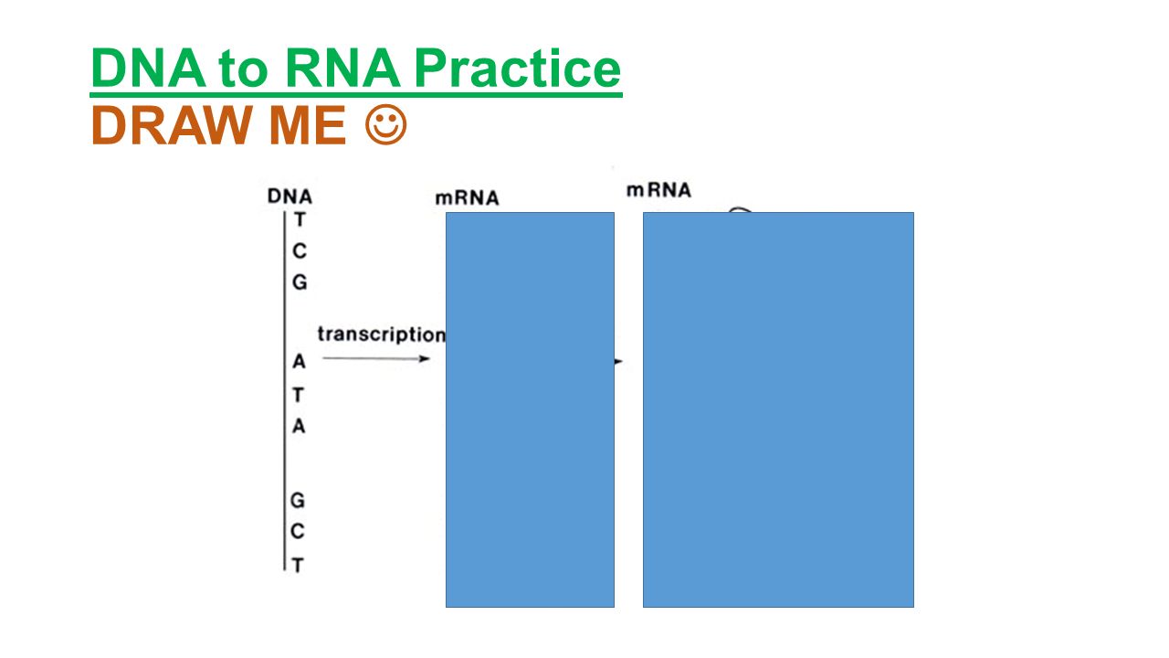 DNA to RNA Practice DRAW ME