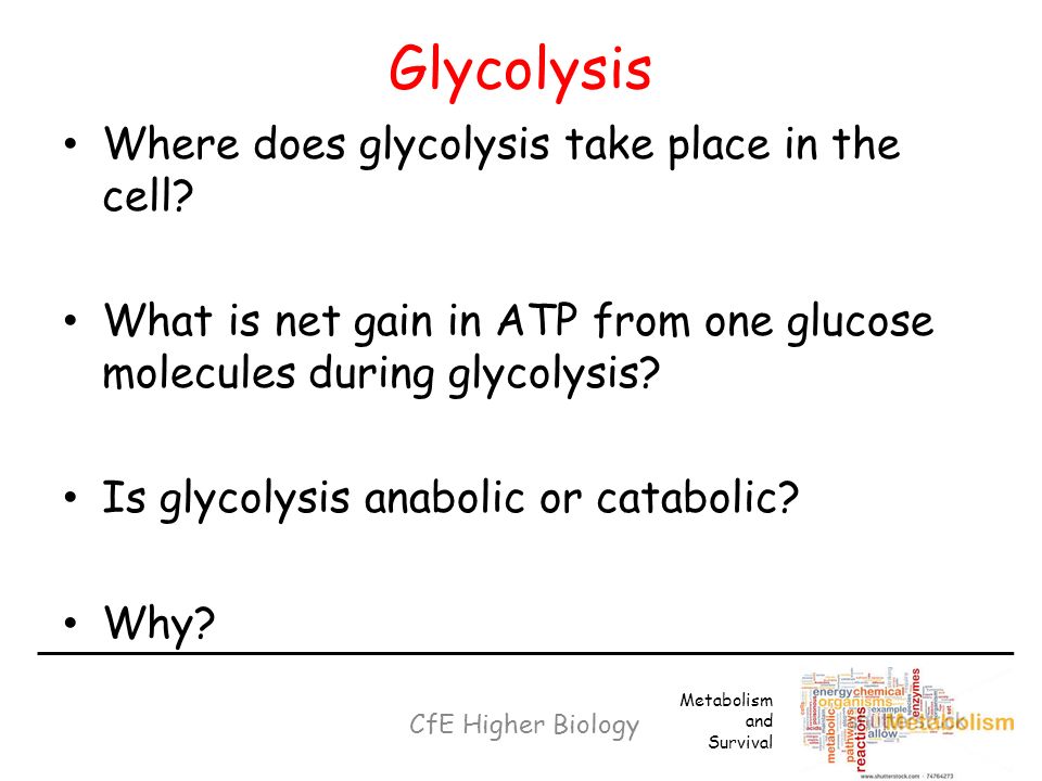 higher biology essay glycolysis higher biology essay glycolysis