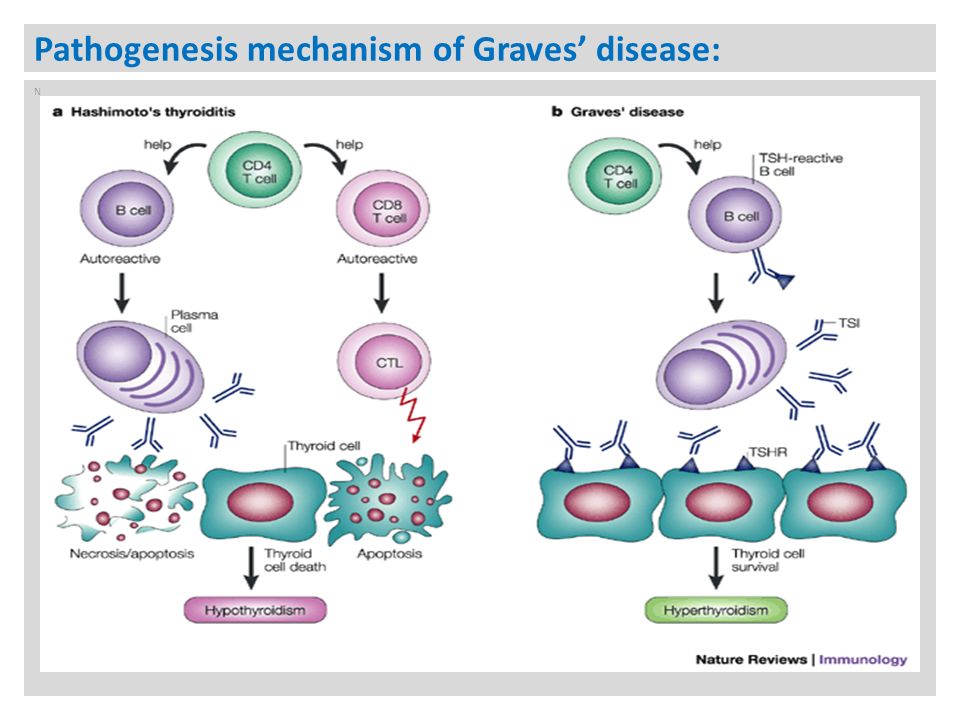 Pathogenesis mechanism of Graves’ disease: N