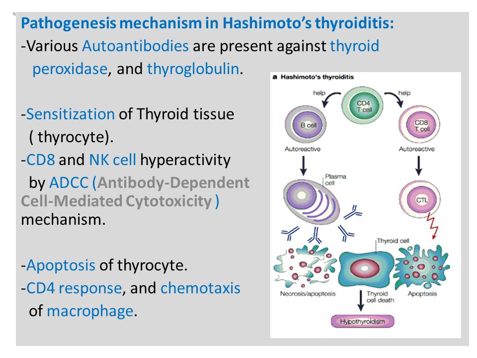 N Pathogenesis mechanism in Hashimoto’s thyroiditis: -Various Autoantibodies are present against thyroid peroxidase, and thyroglobulin.