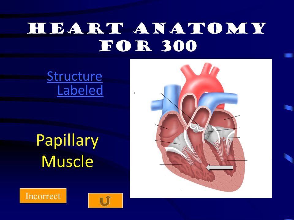Heart anatomy for 200 Incorrect Side of the heart with deoxygenated blood Right