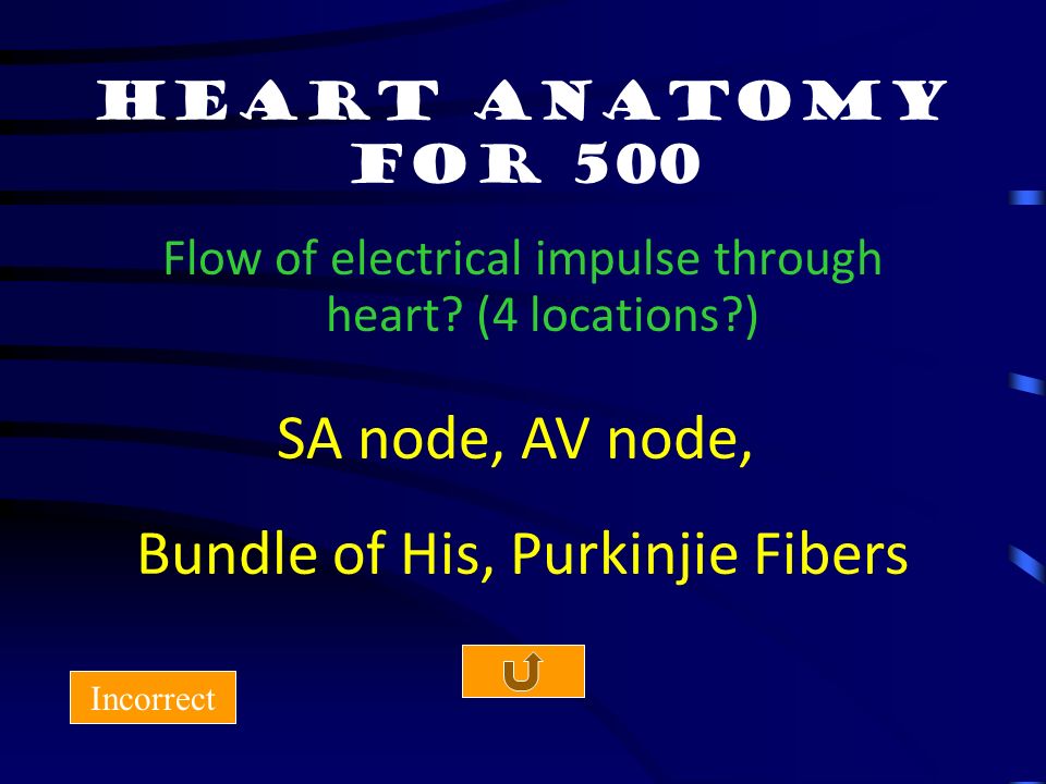 Heart anatomy for 400 Incorrect Explain the anatomical difference between the left and right ventricles.