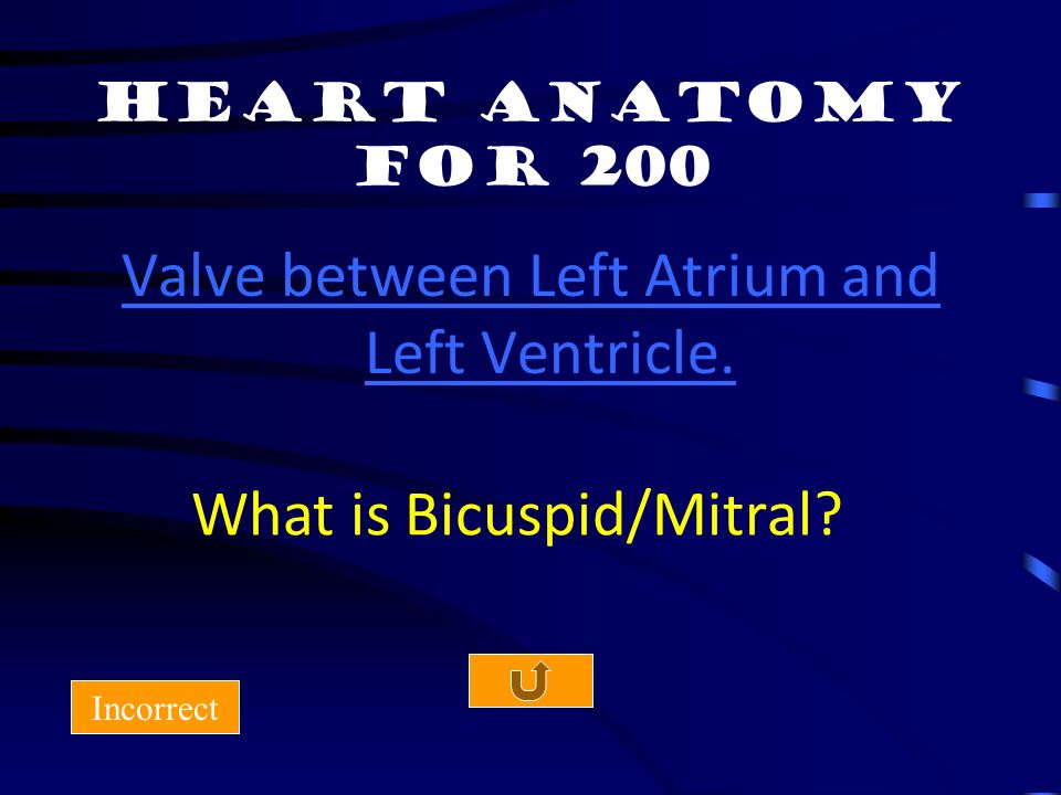 Heart Anatomy for 100 What is right atrium Incorrect