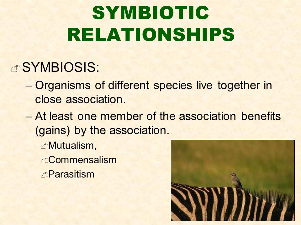 SYMBIOTIC RELATIONSHIPS  SYMBIOSIS: –Organisms of different species live together in close association.