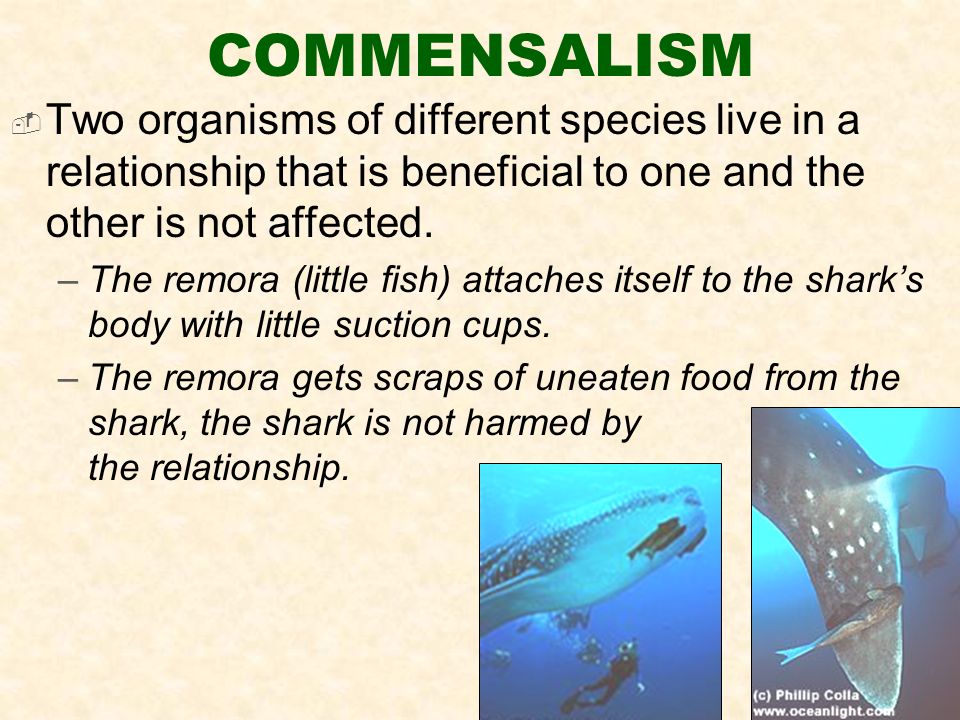 COMMENSALISM  Two organisms of different species live in a relationship that is beneficial to one and the other is not affected.