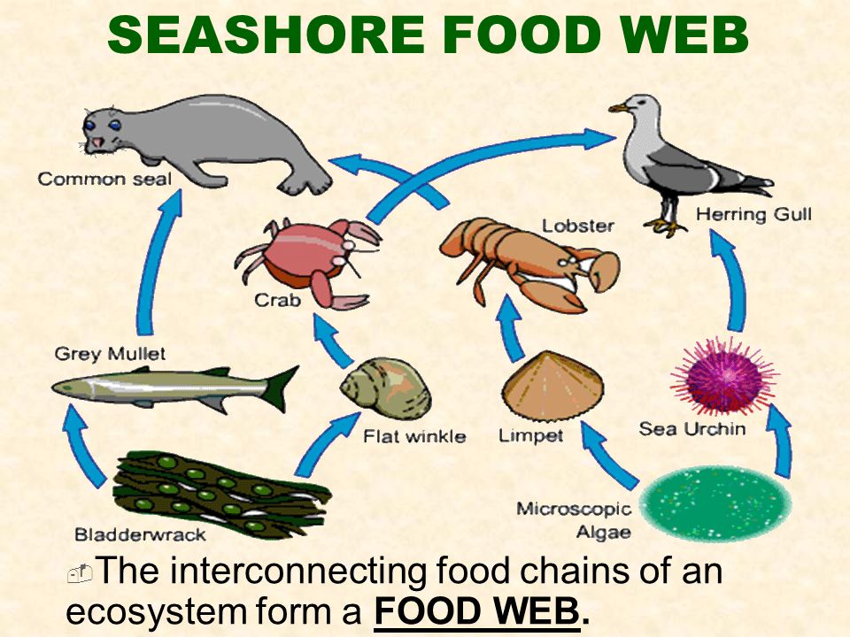SEASHORE FOOD WEB  The interconnecting food chains of an ecosystem form a FOOD WEB.
