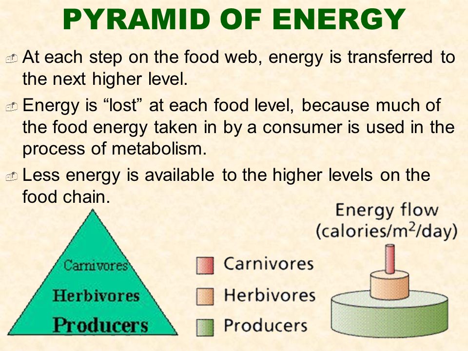 PYRAMID OF ENERGY  At each step on the food web, energy is transferred to the next higher level.