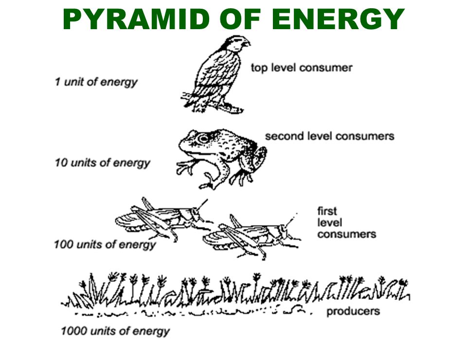 PYRAMID OF ENERGY
