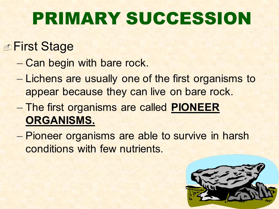  First Stage –Can begin with bare rock.