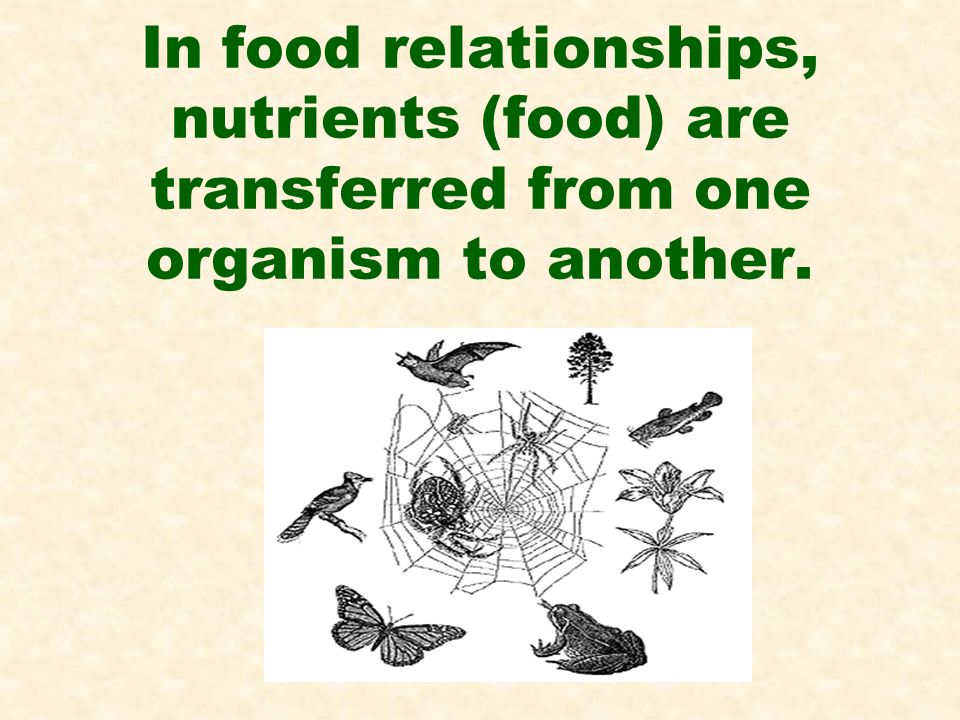 In food relationships, nutrients (food) are transferred from one organism to another.