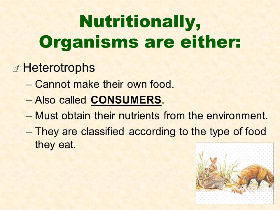  Heterotrophs –Cannot make their own food. –Also called CONSUMERS.