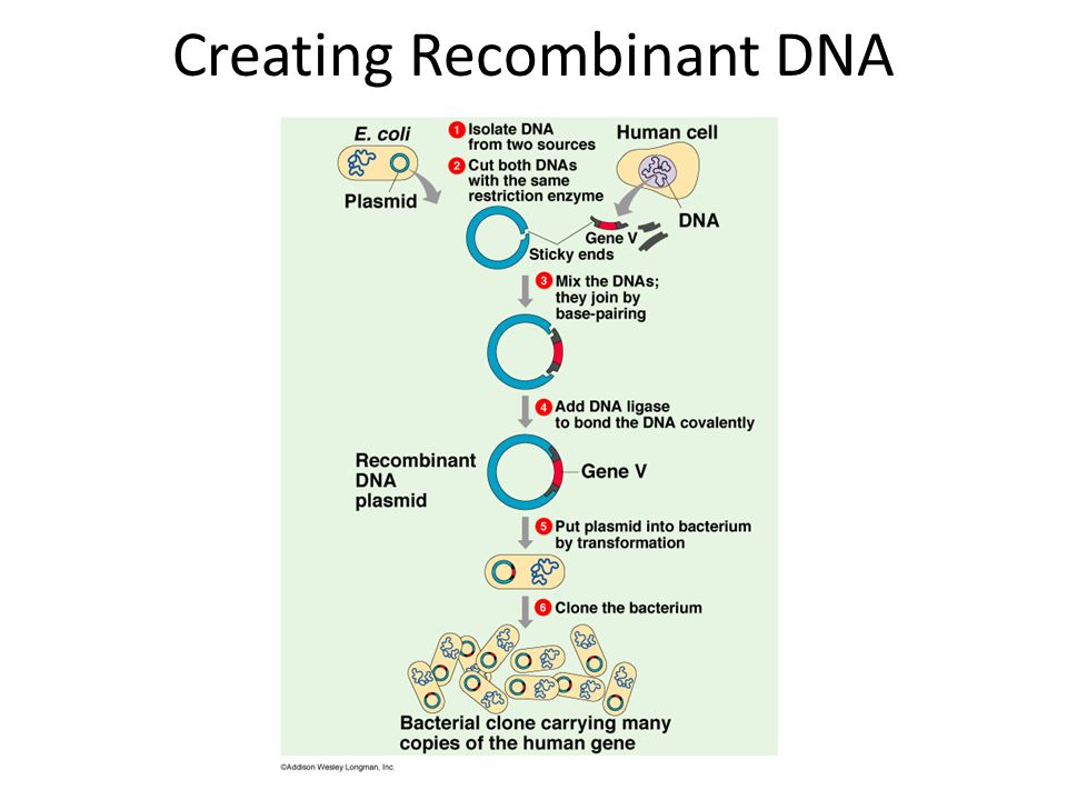 Creating Recombinant DNA