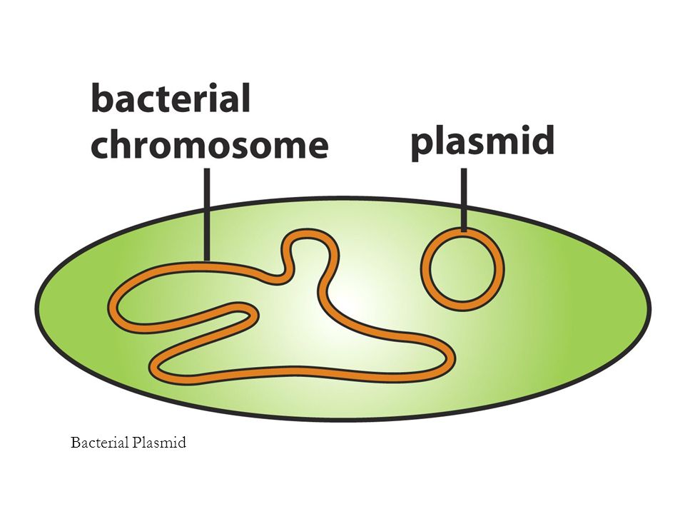 Figure 4.2 Bacterial Plasmid