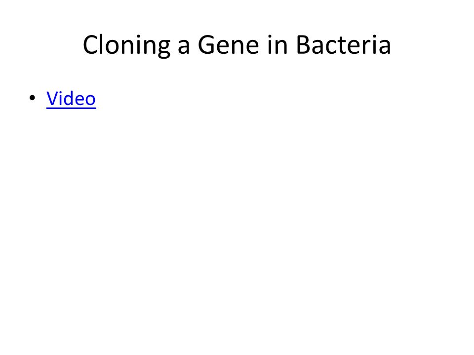 Cloning a Gene in Bacteria Video