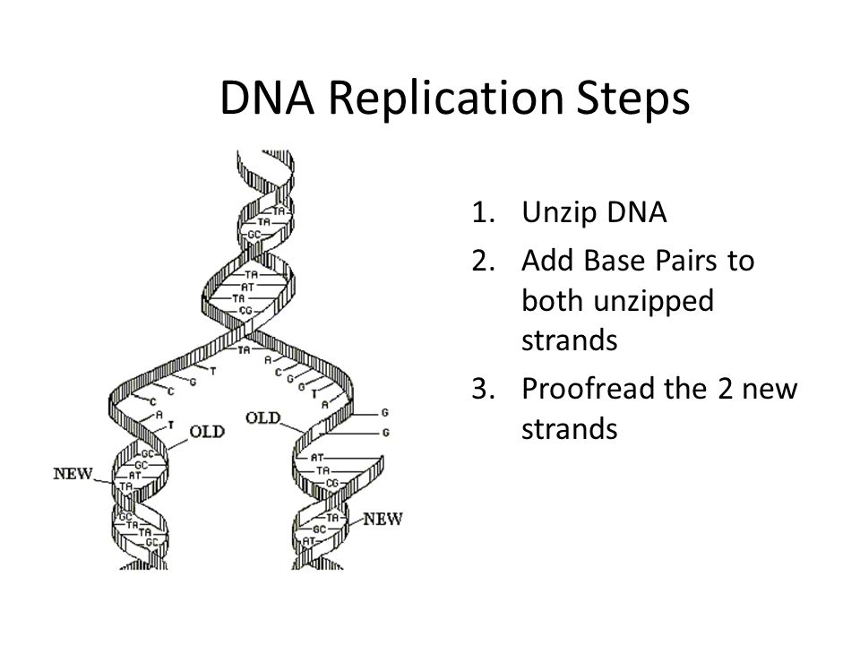 Dna And Genes Worksheet Hot Resources For November Dna Replication Worksheet
