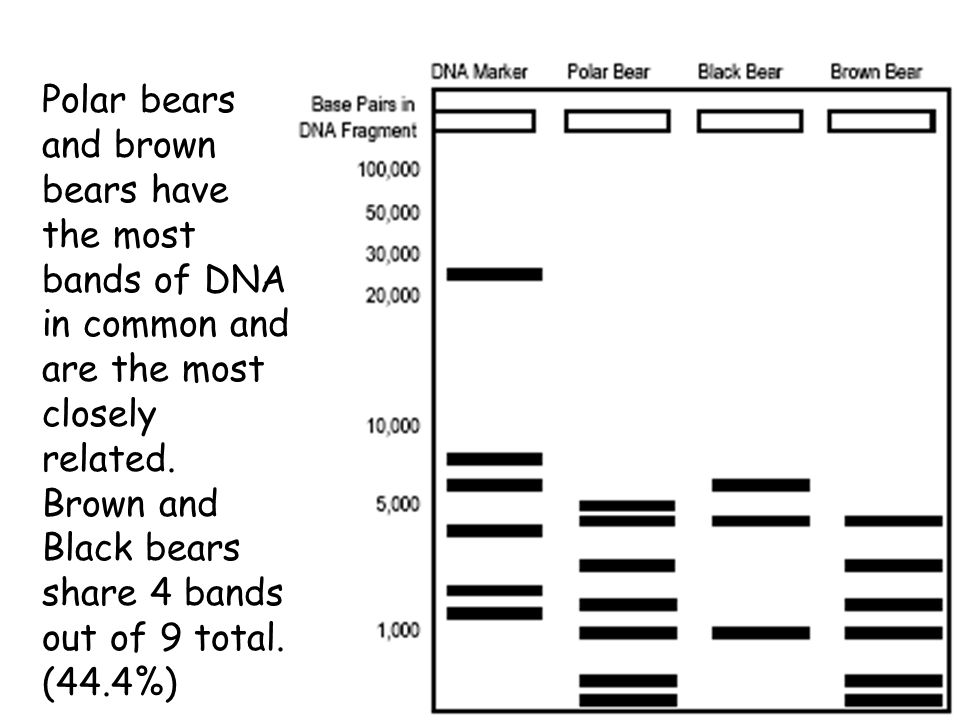 Polar bears and brown bears have the most bands of DNA in common and are the most closely related.