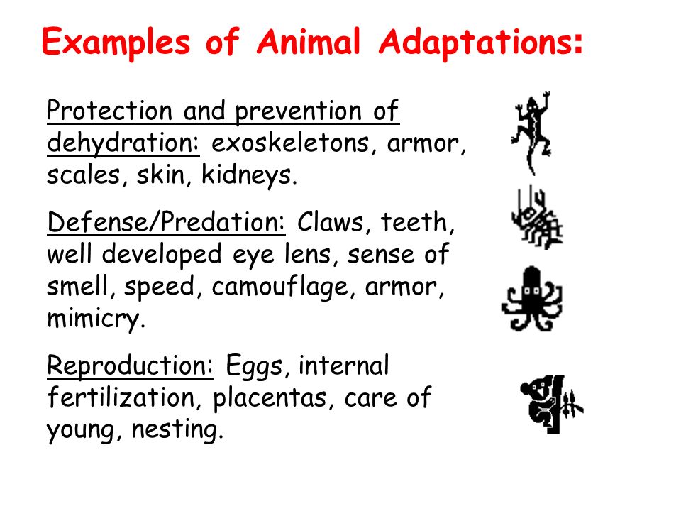 Examples of Animal Adaptations : Protection and prevention of dehydration: exoskeletons, armor, scales, skin, kidneys.