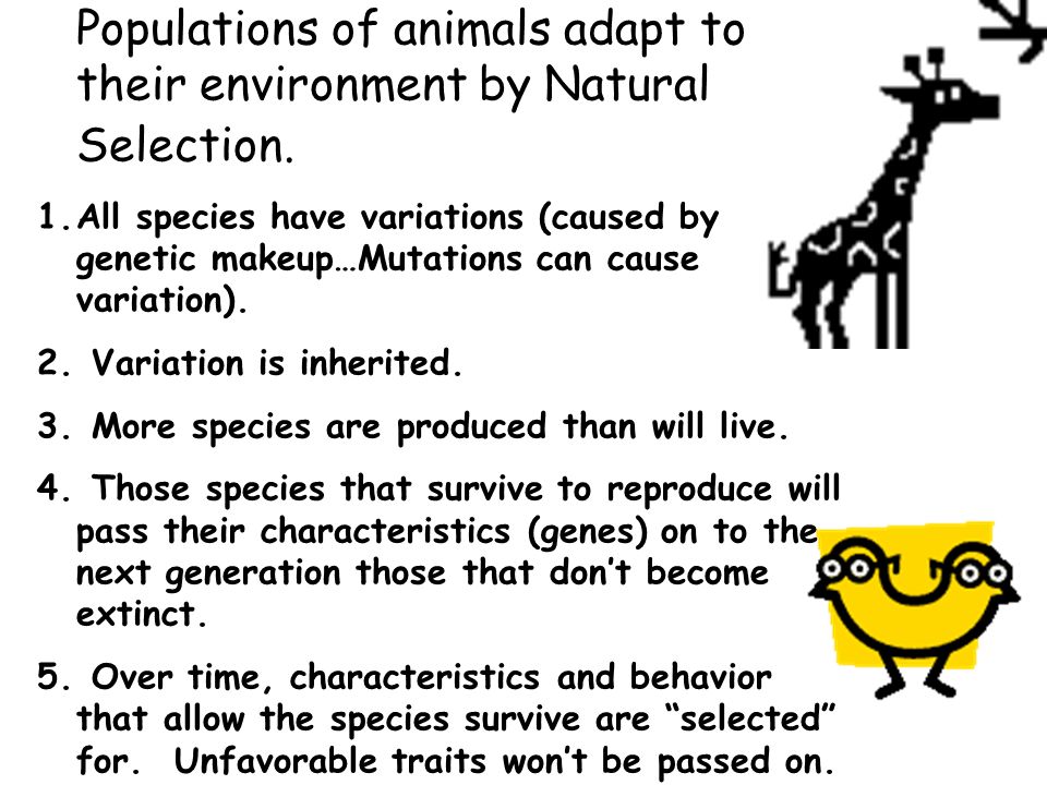 Populations of animals adapt to their environment by Natural Selection.