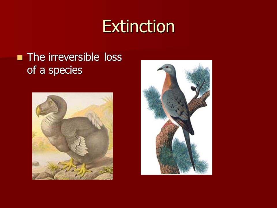 Extinction The irreversible loss of a species The irreversible loss of a species