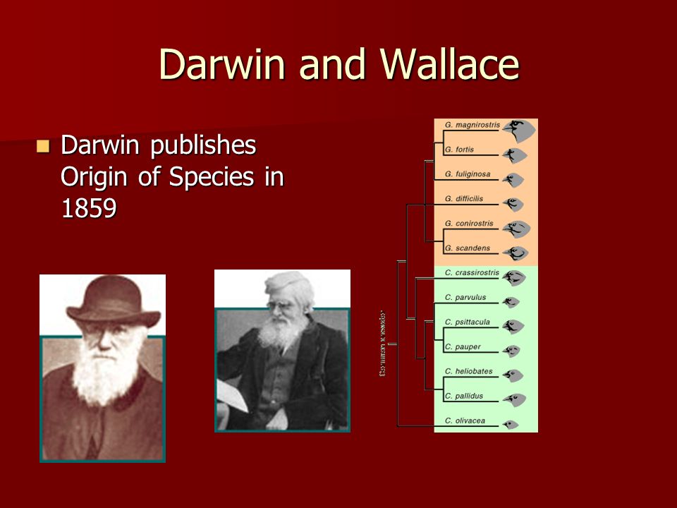 Darwin and Wallace Darwin publishes Origin of Species in 1859 Darwin publishes Origin of Species in 1859