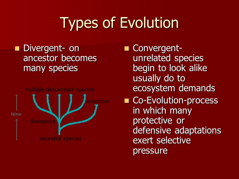 Types of Evolution Divergent- on ancestor becomes many species Divergent- on ancestor becomes many species Convergent- unrelated species begin to look alike usually do to ecosystem demands Convergent- unrelated species begin to look alike usually do to ecosystem demands Co-Evolution-process in which many protective or defensive adaptations exert selective pressure Co-Evolution-process in which many protective or defensive adaptations exert selective pressure