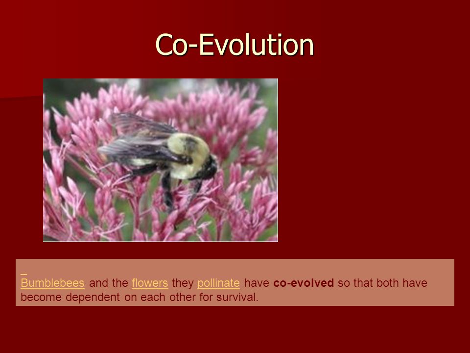 Co-Evolution BumblebeesBumblebees and the flowers they pollinate have co-evolved so that both have become dependent on each other for survival.flowerspollinate
