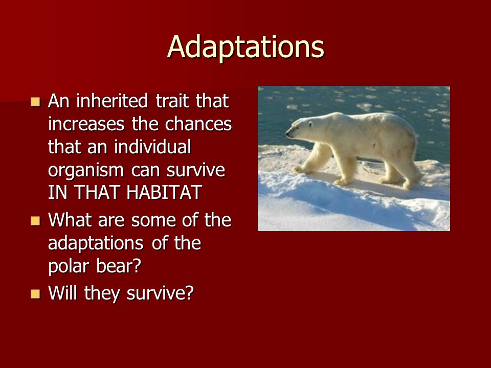 Adaptations An inherited trait that increases the chances that an individual organism can survive IN THAT HABITAT An inherited trait that increases the chances that an individual organism can survive IN THAT HABITAT What are some of the adaptations of the polar bear.