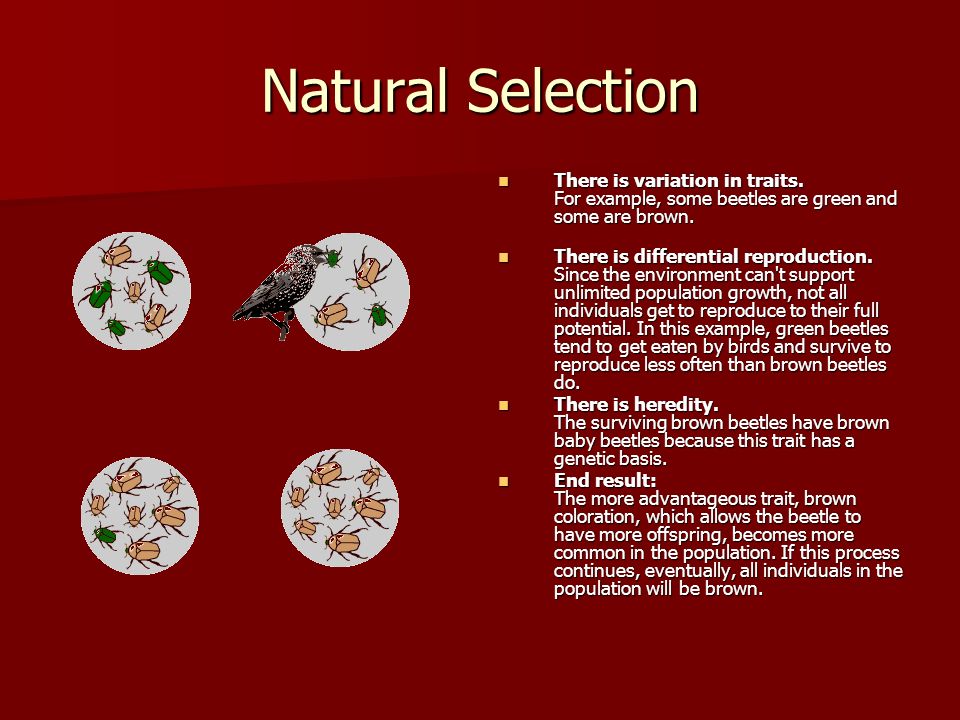 Natural Selection There is variation in traits.