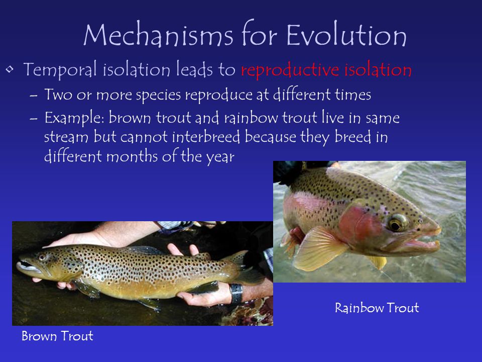 Mechanisms for Evolution Temporal isolation leads to reproductive isolation –Two or more species reproduce at different times –Example: brown trout and rainbow trout live in same stream but cannot interbreed because they breed in different months of the year Brown Trout Rainbow Trout
