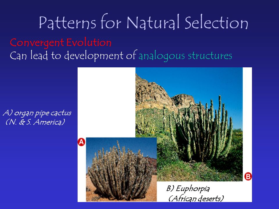 Patterns for Natural Selection A) organ pipe cactus (N.