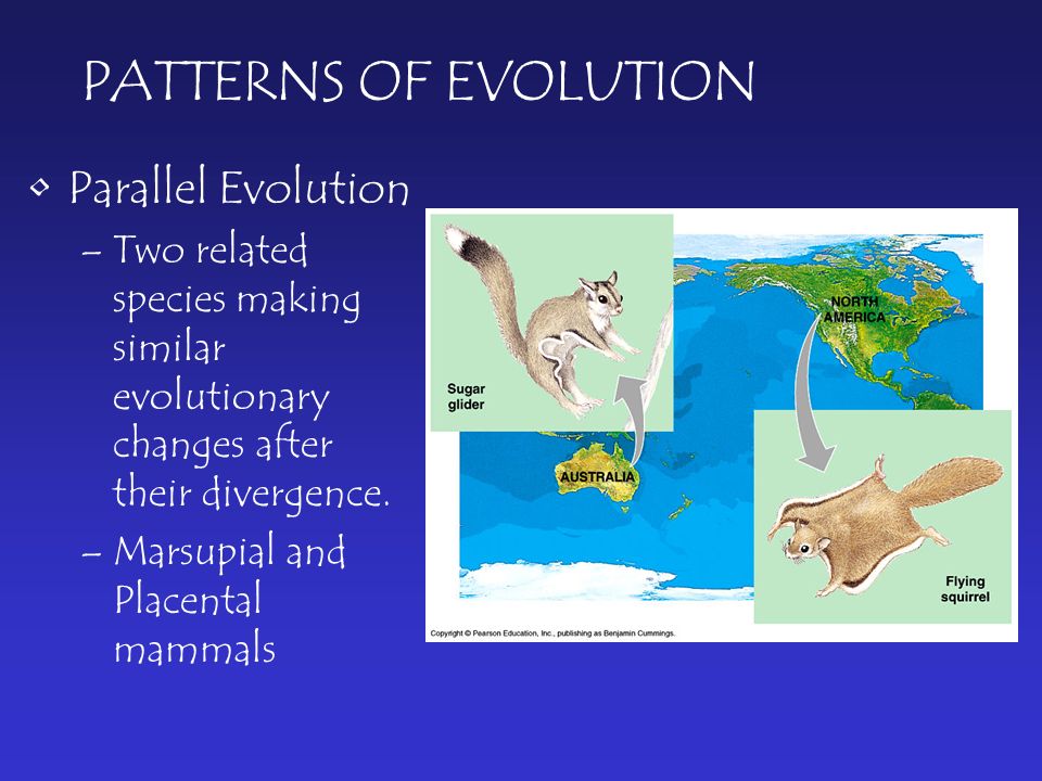 PATTERNS OF EVOLUTION Parallel Evolution –Two related species making similar evolutionary changes after their divergence.