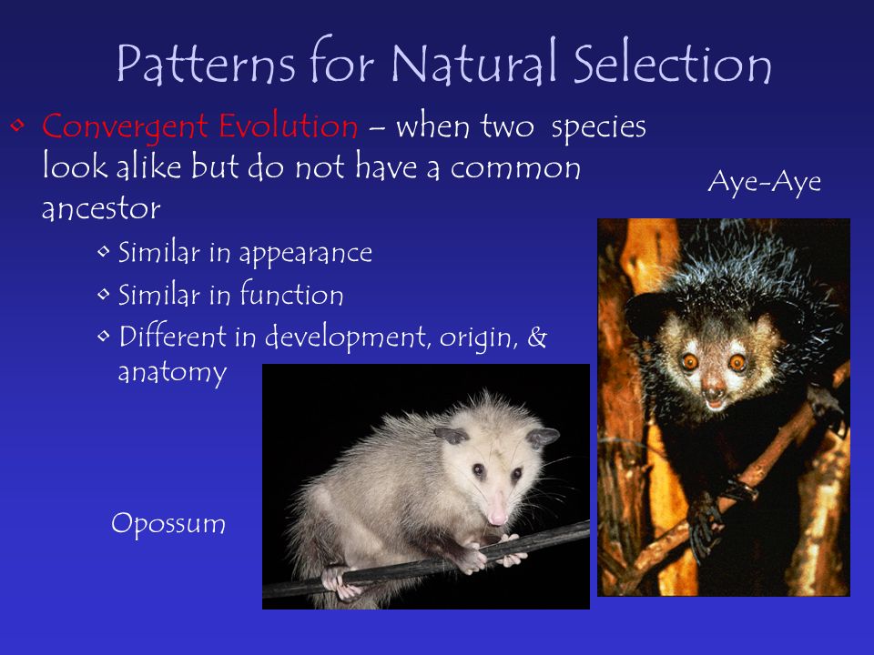 Patterns for Natural Selection Convergent Evolution – when two species look alike but do not have a common ancestor Similar in appearance Similar in function Different in development, origin, & anatomy Opossum Aye-Aye