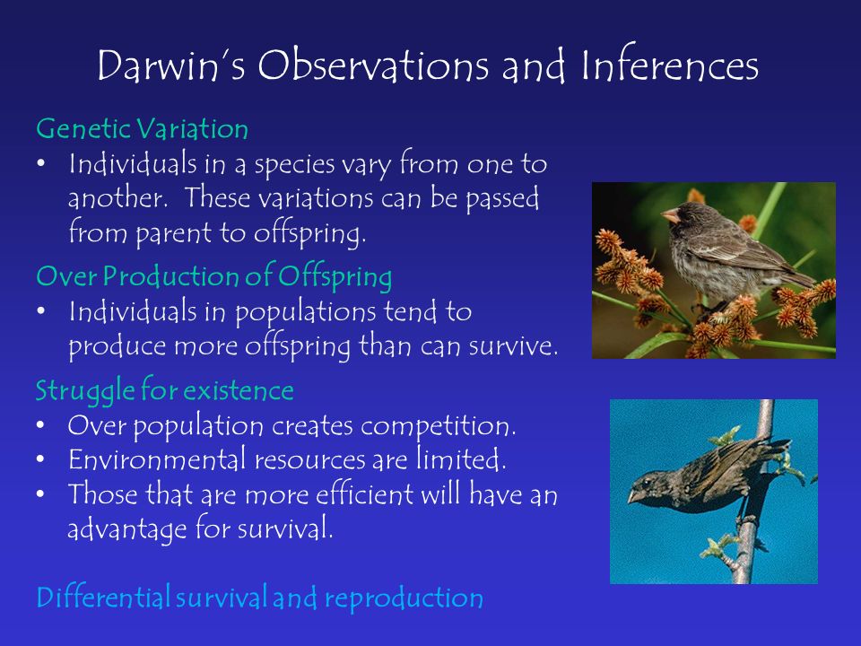 Darwin’s Observations and Inferences Genetic Variation Individuals in a species vary from one to another.