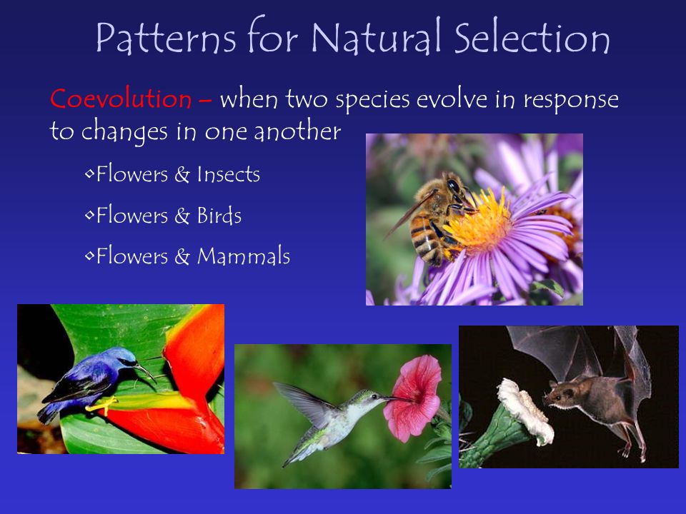 Patterns for Natural Selection Coevolution – when two species evolve in response to changes in one another Flowers & Insects Flowers & Birds Flowers & Mammals