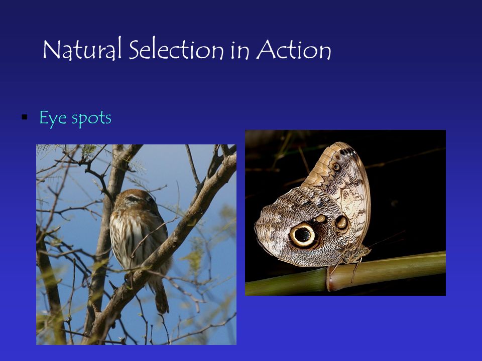 Natural Selection in Action  Eye spots