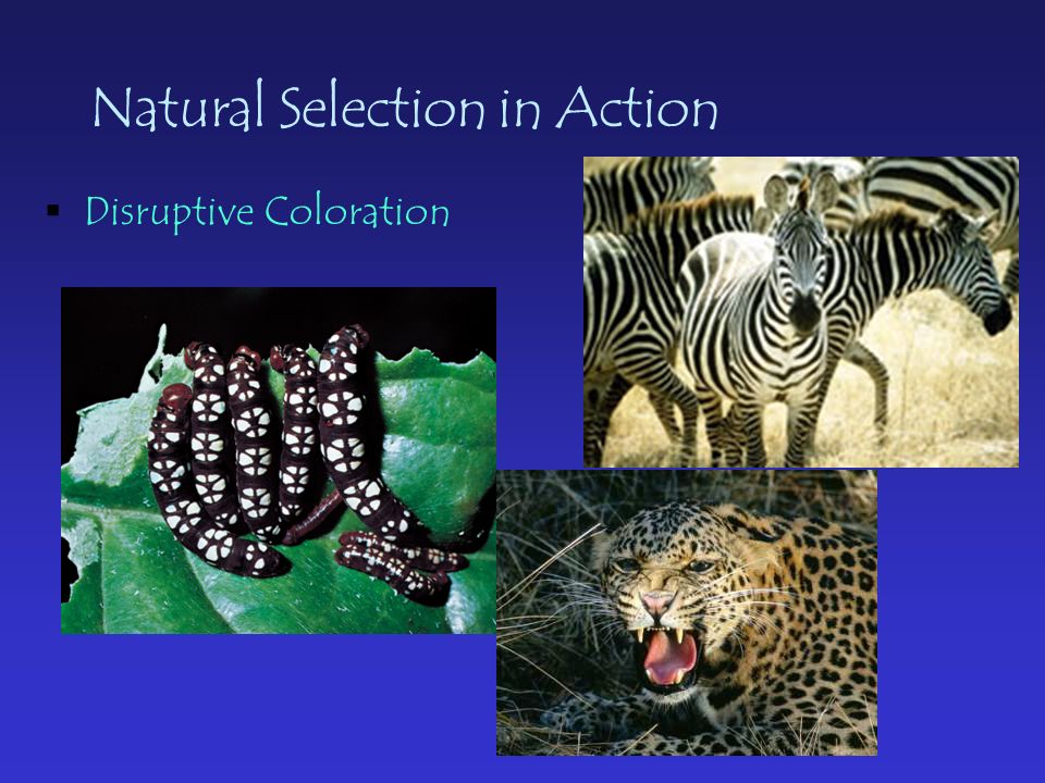 Natural Selection in Action  Disruptive Coloration