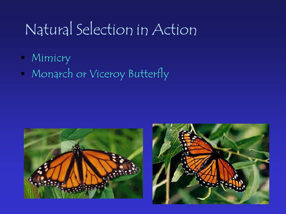 Natural Selection in Action  Mimicry  Monarch or Viceroy Butterfly
