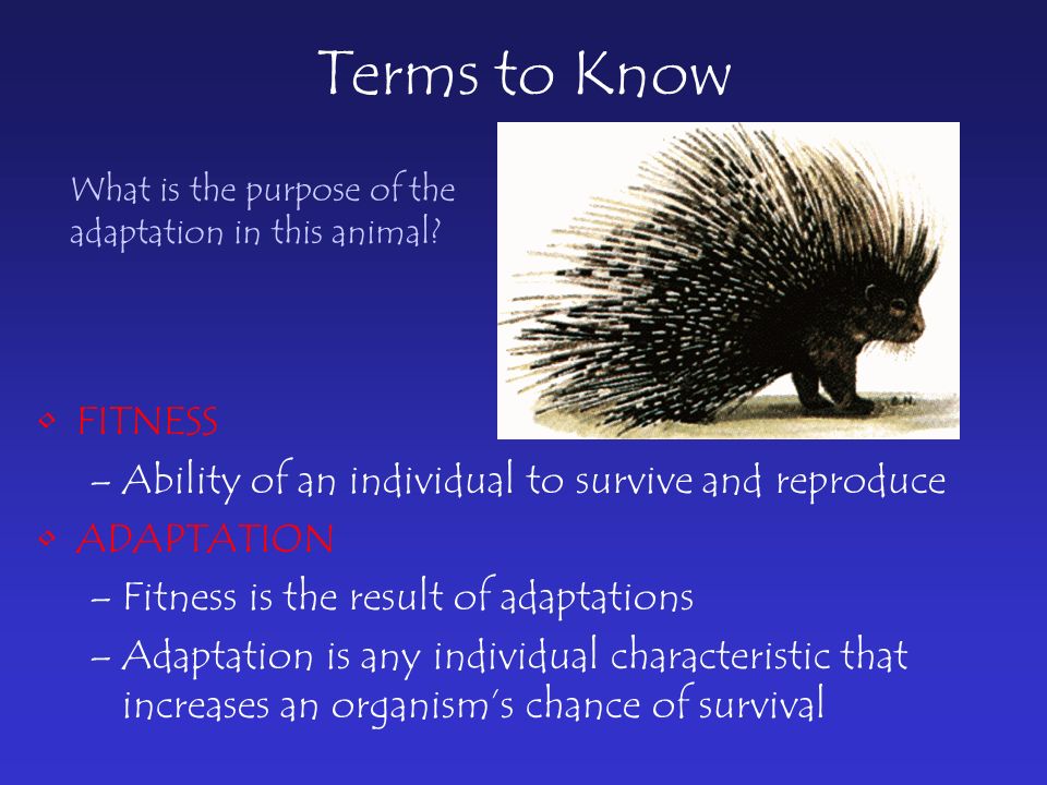 Terms to Know FITNESS –Ability of an individual to survive and reproduce ADAPTATION –Fitness is the result of adaptations –Adaptation is any individual characteristic that increases an organism’s chance of survival What is the purpose of the adaptation in this animal
