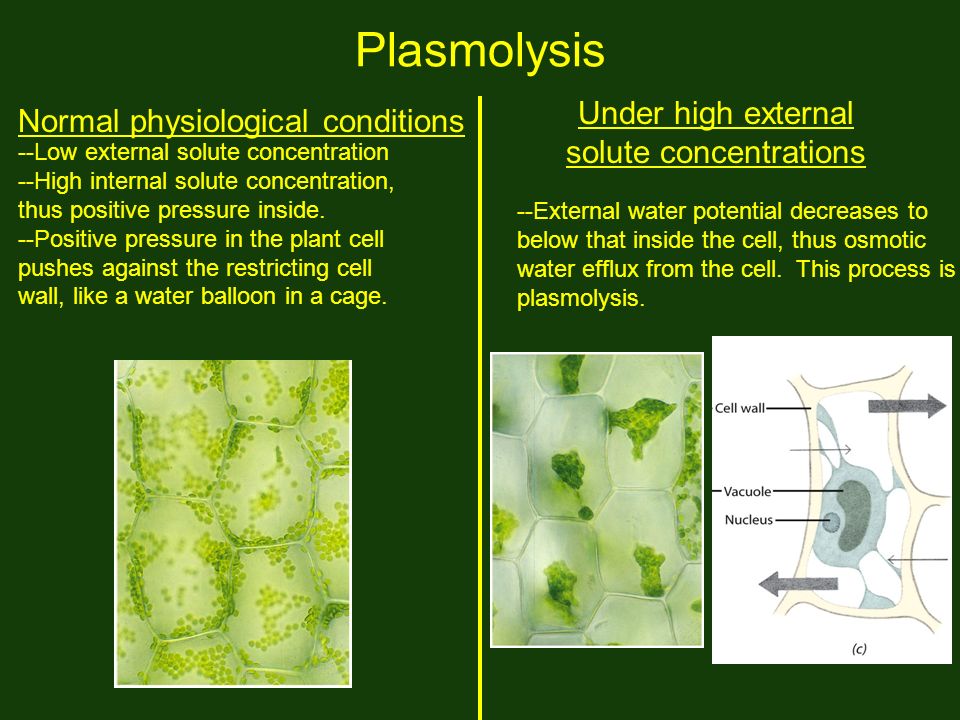 biology plasmolysis coursework These 7 examples of osmosis in everyday life will help you understand the with this awesome intro to biology course 5 cholera osmosis allows for. biology plasmolysis coursework These 7 examples of osmosis in everyday life will help you understand the with this awesome intro to biology course 5 cholera osmosis allows for.