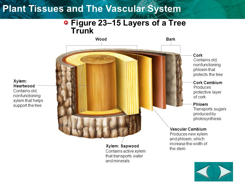 avascular tissue What is an adavntage of epithelial tissue being avascular and how can epithelial tissue cells carry on metabolic processes even though they are avascular. avascular tissue What is an adavntage of epithelial tissue being avascular and how can epithelial tissue cells carry on metabolic processes even though they are avascular.